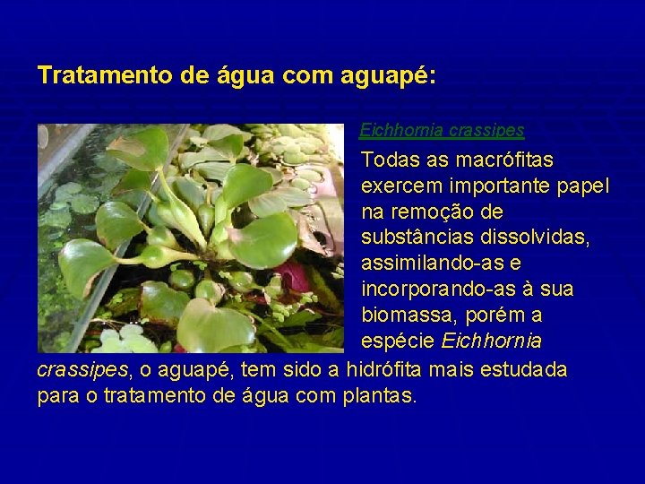 Tratamento de água com aguapé: Eichhornia crassipes Todas as macrófitas exercem importante papel na