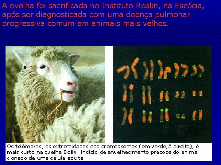 A ovelha foi sacrificada no Instituto Roslin, na Escócia, após ser diagnosticada com uma