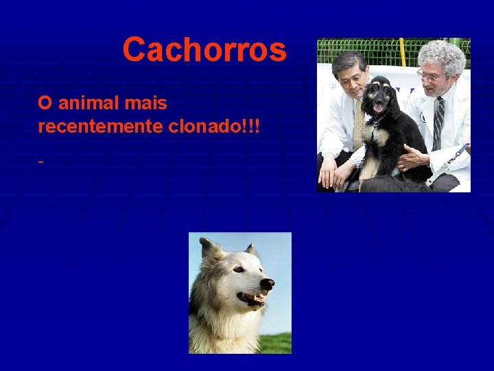 Cachorros O animal mais recentemente clonado!!! - 
