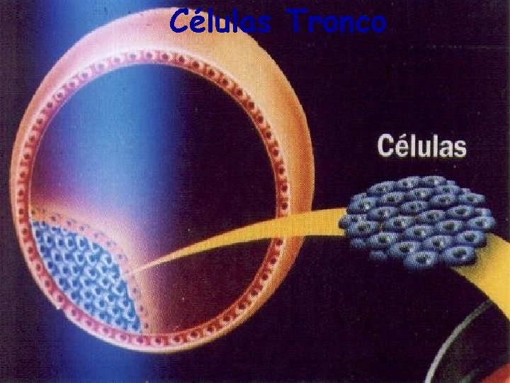 Células Tronco 