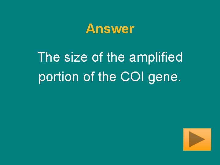 Answer The size of the amplified portion of the COI gene. 