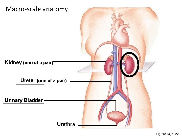 Macro-scale anatomy Kidney (one of a pair) Ureter (one of a pair) Urinary Bladder