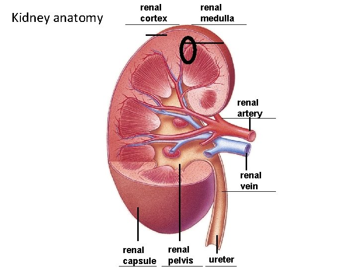 Kidney anatomy renal cortex renal medulla renal artery renal vein renal capsule renal pelvis