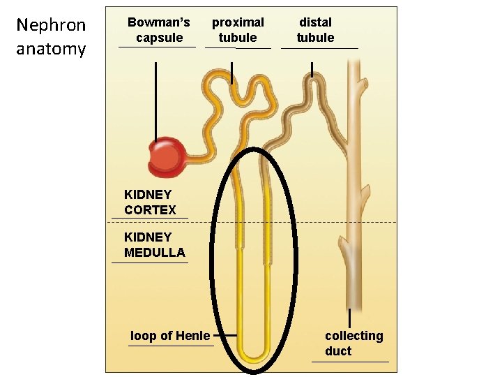 Nephron anatomy Bowman’s capsule proximal tubule distal tubule KIDNEY CORTEX KIDNEY MEDULLA loop of