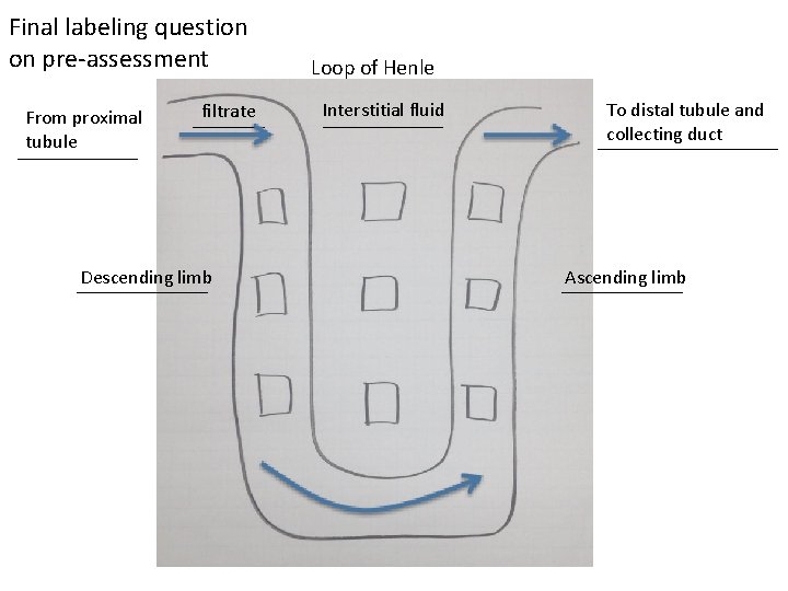 Final labeling question on pre-assessment From proximal tubule filtrate Descending limb Loop of Henle