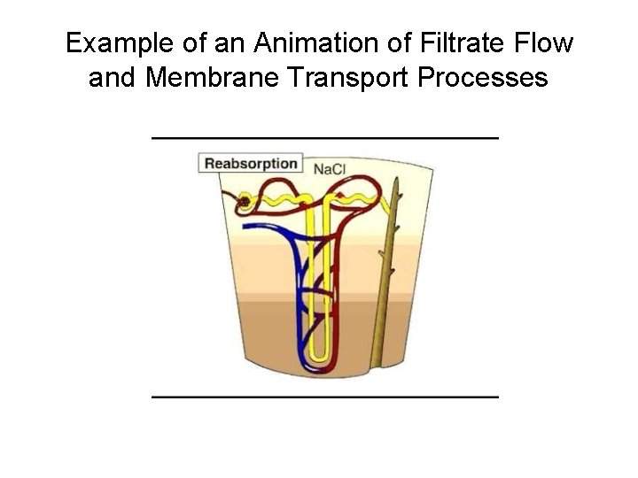 Example of an Animation of Filtrate Flow and Membrane Transport Processes 