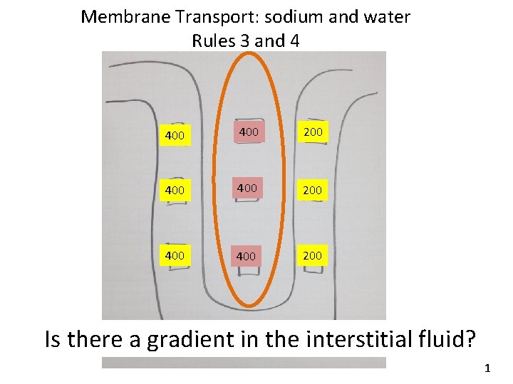 Membrane Transport: sodium and water Rules 3 and 4 400 400 200 Is there