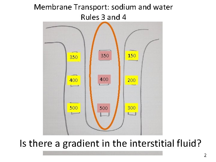 Membrane Transport: sodium and water Rules 3 and 4 350 150 400 200 500