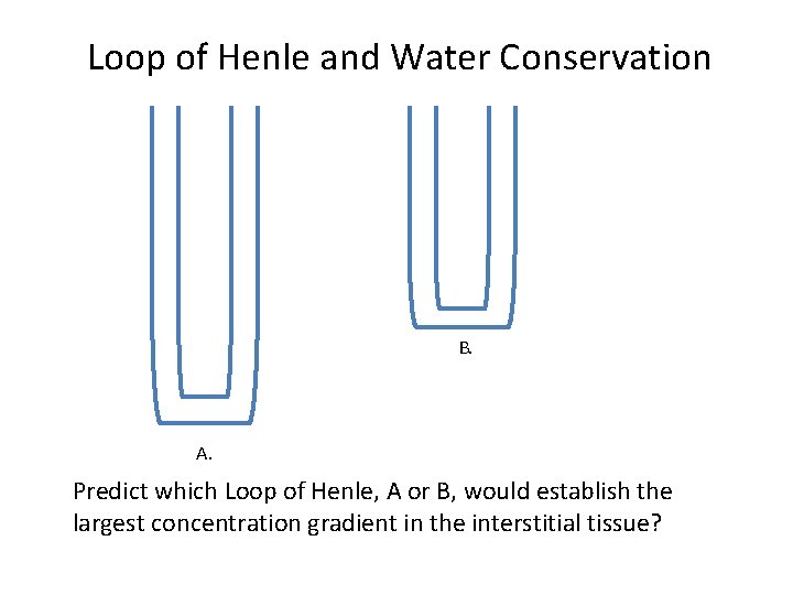 Loop of Henle and Water Conservation B. A. Predict which Loop of Henle, A