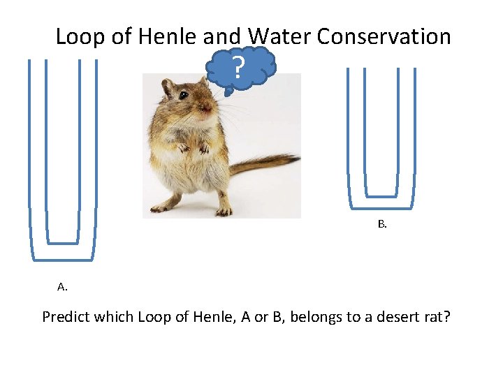 Loop of Henle and Water Conservation ? B. A. Predict which Loop of Henle,