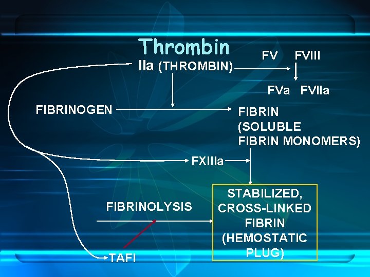 Thrombin IIa (THROMBIN) FV FVIII FVa FVIIa FIBRINOGEN FIBRIN (SOLUBLE FIBRIN MONOMERS) FXIIIa FIBRINOLYSIS