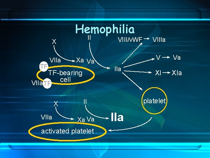 Hemophilia II X TF VIIa Xa Va IIa TF-bearing cell VIIa TF X VIIa