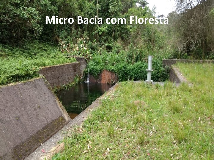 Micro Bacia com Floresta 