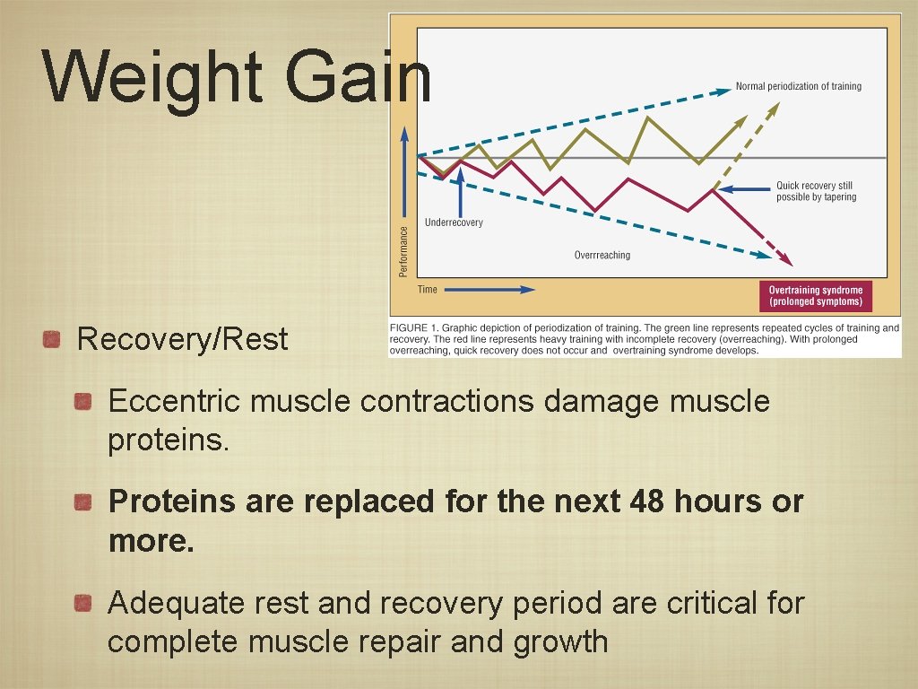 Weight Gain Recovery/Rest Eccentric muscle contractions damage muscle proteins. Proteins are replaced for the