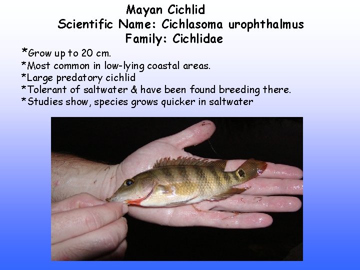 Mayan Cichlid Scientific Name: Cichlasoma urophthalmus Family: Cichlidae *Grow up to 20 cm. *Most