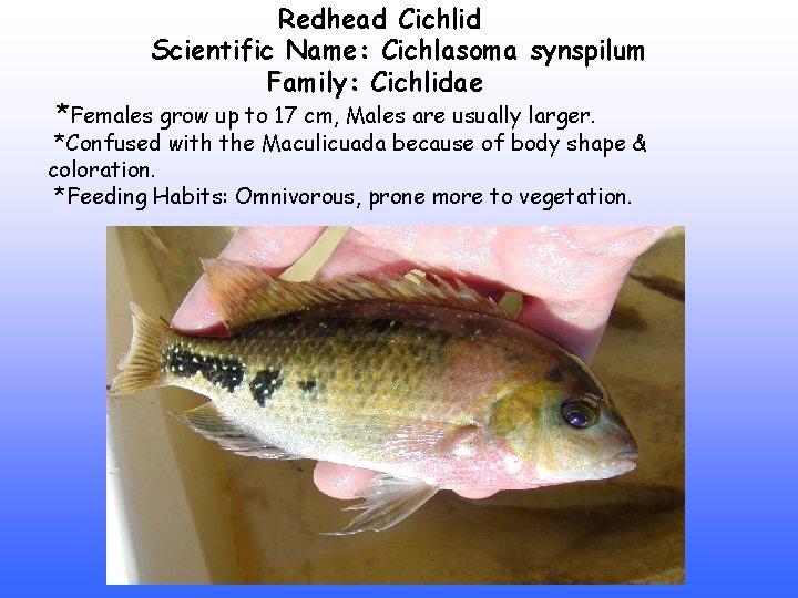 Redhead Cichlid Scientific Name: Cichlasoma synspilum Family: Cichlidae *Females grow up to 17 cm,