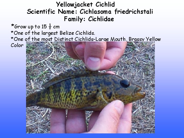 Yellowjacket Cichlid Scientific Name: Cichlasoma friedrichstali Family: Cichlidae *Grow up to 15 ½ cm