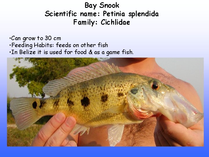 Bay Snook Scientific name: Petinia splendida Family: Cichlidae • Can grow to 30 cm