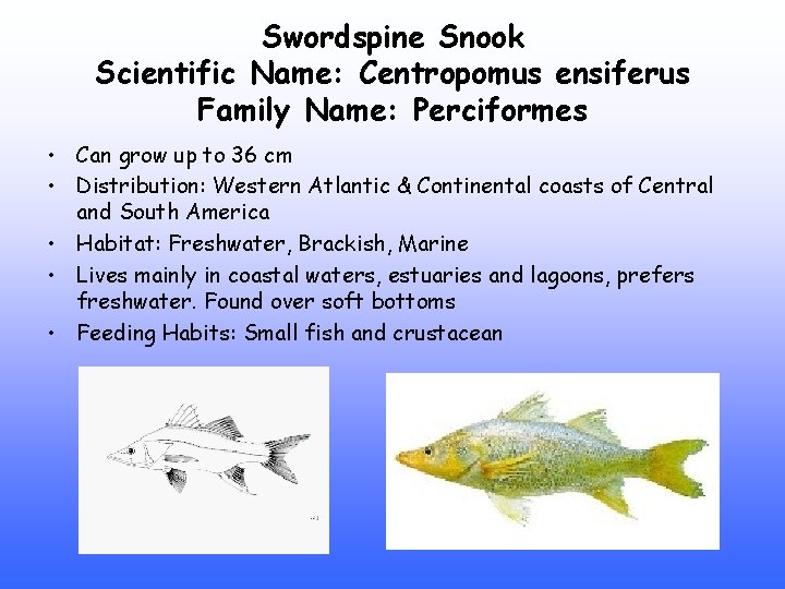 Swordspine Snook Scientific Name: Centropomus ensiferus Family Name: Perciformes • Can grow up to