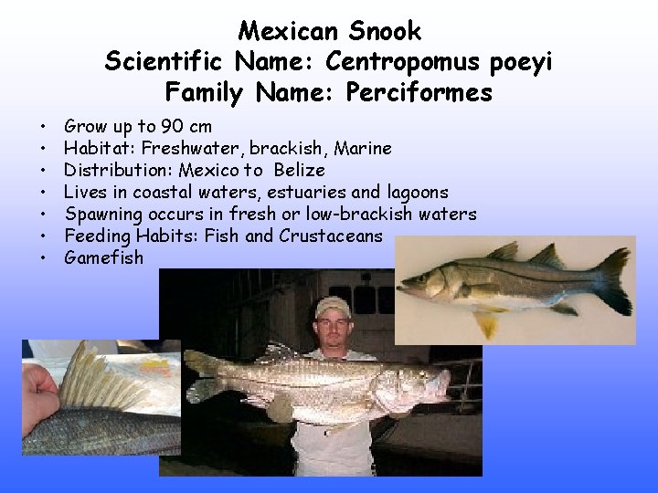 Mexican Snook Scientific Name: Centropomus poeyi Family Name: Perciformes • • Grow up to