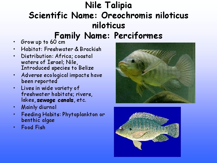  • • Nile Talipia Scientific Name: Oreochromis niloticus Family Name: Perciformes Grow up