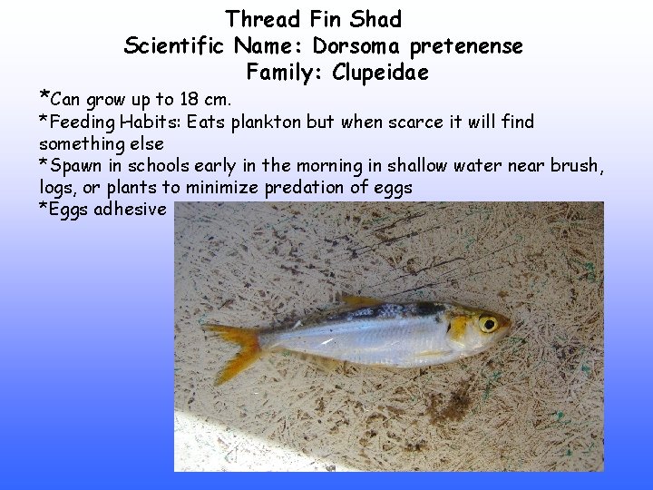 Thread Fin Shad Scientific Name: Dorsoma pretenense Family: Clupeidae *Can grow up to 18