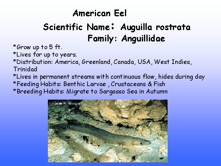 American Eel Scientific Name: Auguilla rostrata Family: Anguillidae *Grow up to 5 ft. *Lives