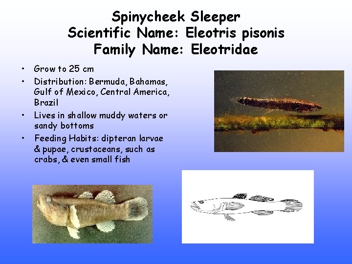 Spinycheek Sleeper Scientific Name: Eleotris pisonis Family Name: Eleotridae • • Grow to 25