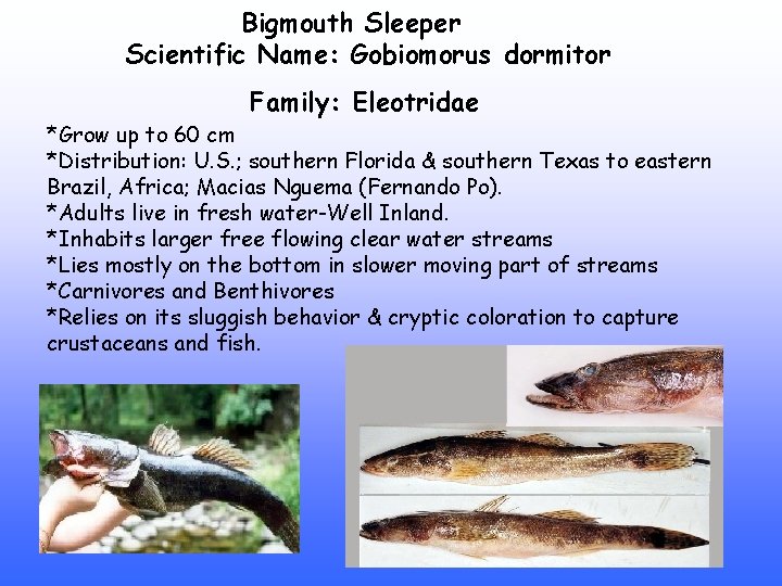Bigmouth Sleeper Scientific Name: Gobiomorus dormitor Family: Eleotridae *Grow up to 60 cm *Distribution: