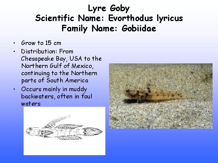 Lyre Goby Scientific Name: Evorthodus lyricus Family Name: Gobiidae • Grow to 15 cm