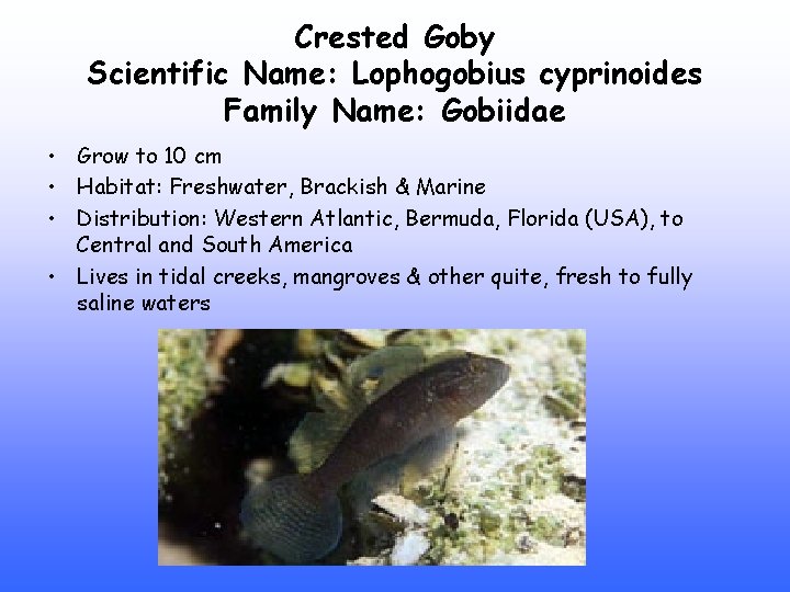 Crested Goby Scientific Name: Lophogobius cyprinoides Family Name: Gobiidae • Grow to 10 cm