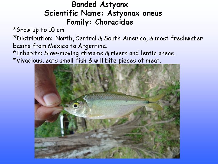 Banded Astyanx Scientific Name: Astyanax aneus Family: Characidae *Grow up to 10 cm *Distribution: