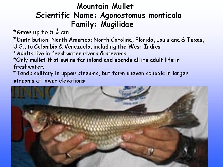Mountain Mullet Scientific Name: Agonostomus monticola Family: Mugilidae *Grow up to 5 ½ cm