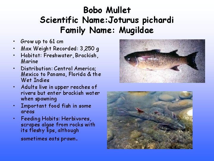 Bobo Mullet Scientific Name: Joturus pichardi Family Name: Mugildae • • Grow up to