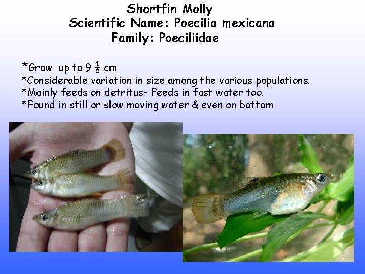 Shortfin Molly Scientific Name: Poecilia mexicana Family: Poeciliidae *Grow up to 9 ½ cm