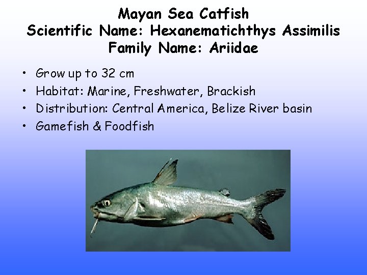 Mayan Sea Catfish Scientific Name: Hexanematichthys Assimilis Family Name: Ariidae • • Grow up