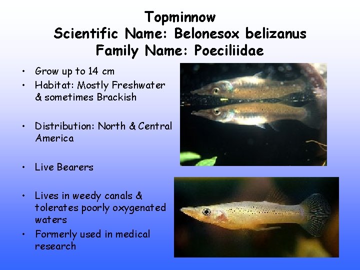 Topminnow Scientific Name: Belonesox belizanus Family Name: Poeciliidae • Grow up to 14 cm