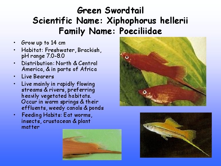 Green Swordtail Scientific Name: Xiphophorus hellerii Family Name: Poeciliidae • • • Grow up