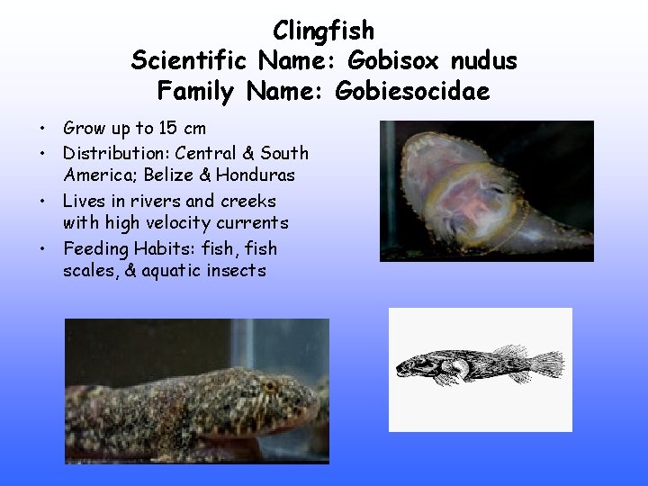 Clingfish Scientific Name: Gobisox nudus Family Name: Gobiesocidae • Grow up to 15 cm