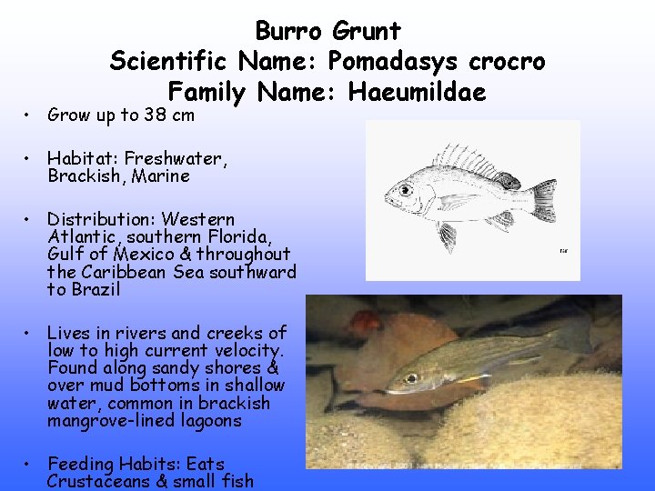 Burro Grunt Scientific Name: Pomadasys crocro Family Name: Haeumildae • Grow up to 38