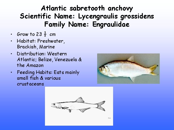 Atlantic sabretooth anchovy Scientific Name: Lycengraulis grossidens Family Name: Engraulidae • Grow to 23
