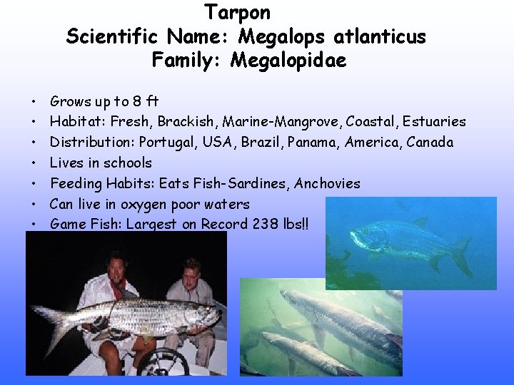 Tarpon Scientific Name: Megalops atlanticus Family: Megalopidae • • Grows up to 8 ft