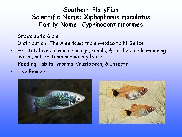 Southern Platy. Fish Scientific Name: Xiphophorus maculatus Family Name: Cyprinodontimformes • Grows up to