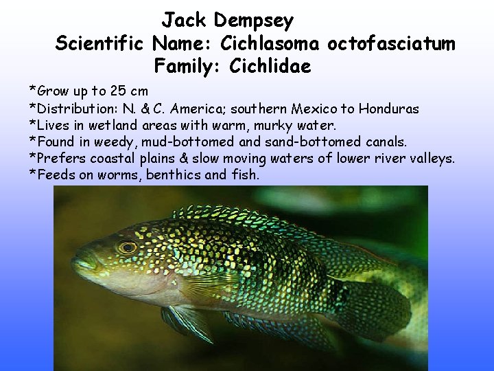 Jack Dempsey Scientific Name: Cichlasoma octofasciatum Family: Cichlidae *Grow up to 25 cm *Distribution: