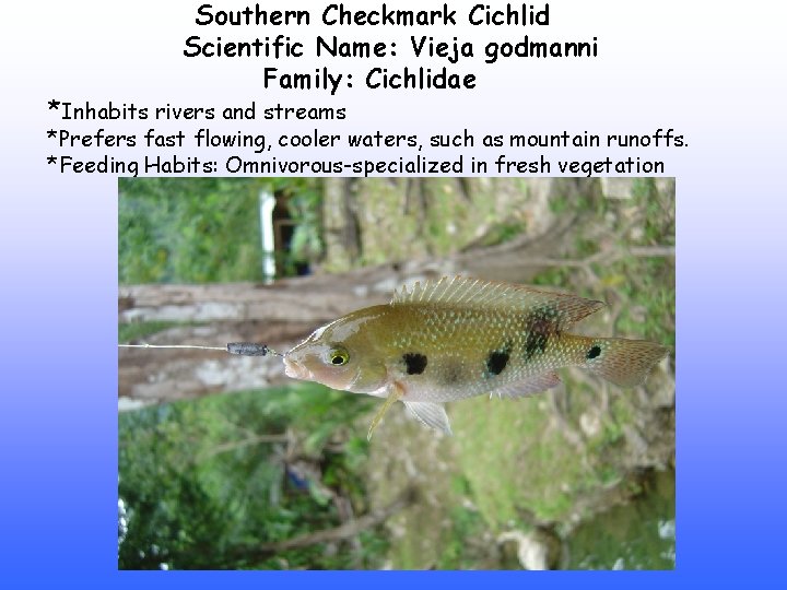 Southern Checkmark Cichlid Scientific Name: Vieja godmanni Family: Cichlidae *Inhabits rivers and streams *Prefers
