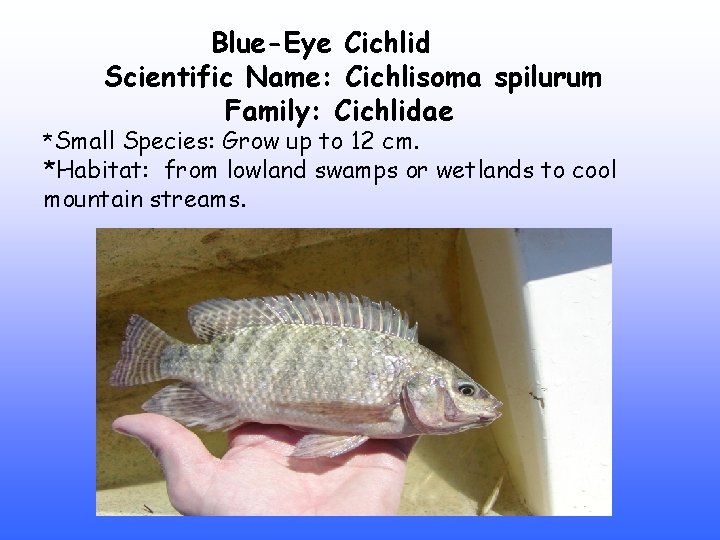 Blue-Eye Cichlid Scientific Name: Cichlisoma spilurum Family: Cichlidae *Small Species: Grow up to 12