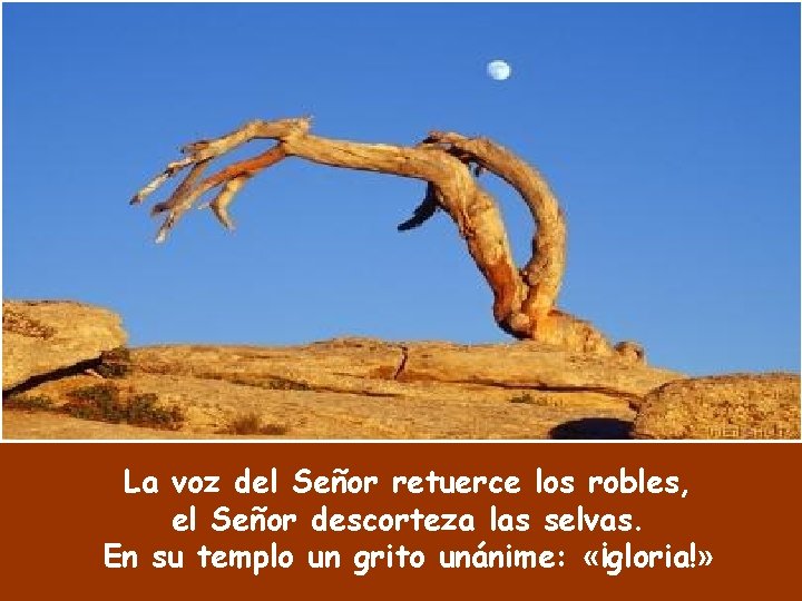 La voz del Señor retuerce los robles, el Señor descorteza las selvas. En su