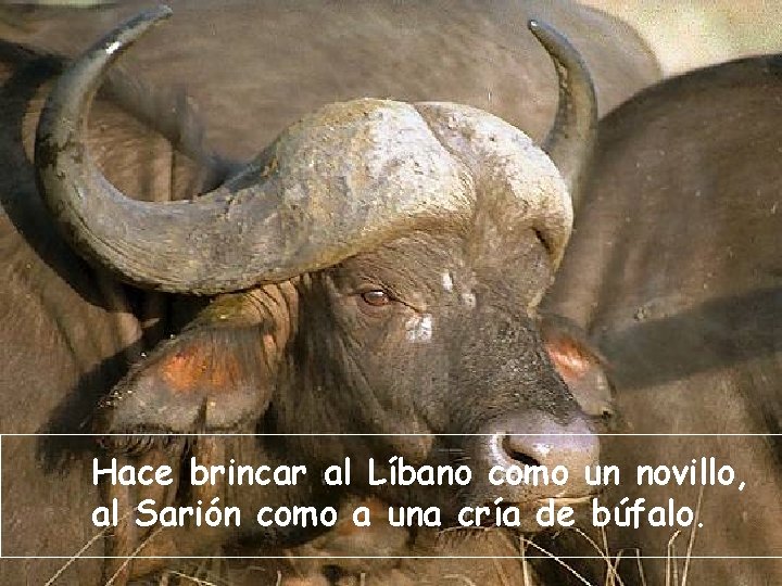 Hace brincar al Líbano como un novillo, al Sarión como a una cría de