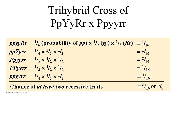 Trihybrid Cross of Pp. Yy. Rr x Ppyyrr ppyy. Rr pp. Yyrr Ppyyrr PPyyrr