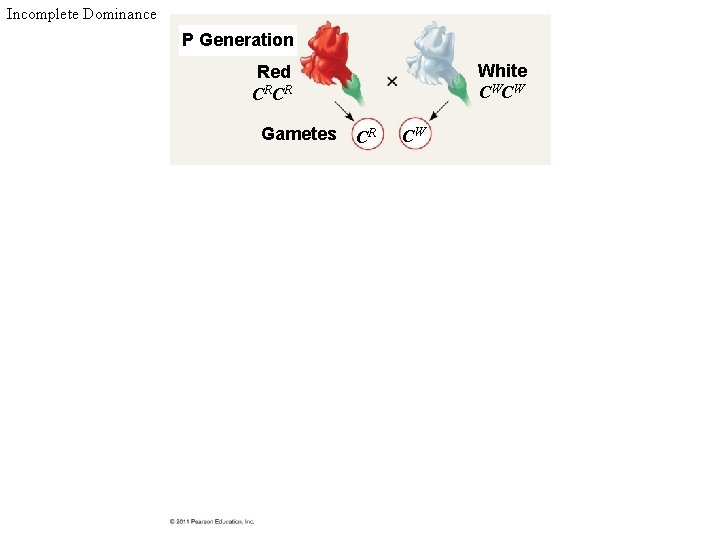 Incomplete Dominance P Generation White CW CW Red CRCR Gametes CR CW 